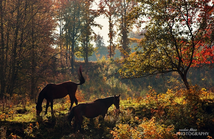 Podzimní koně