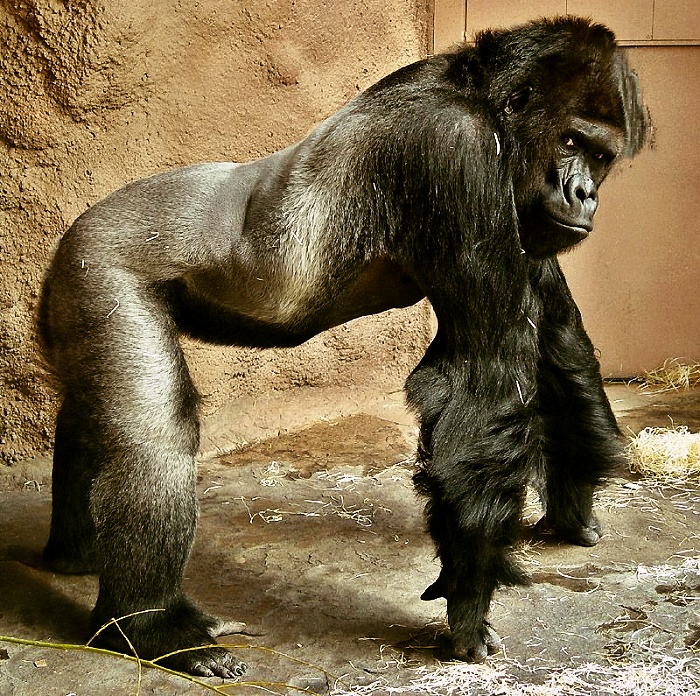gorilí samec