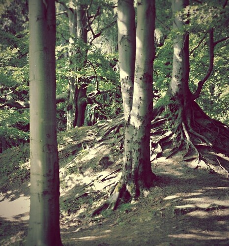 Mystické stromy Slavkovského lesa