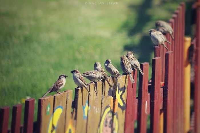 Plot s vrabci / Fence with sparrows