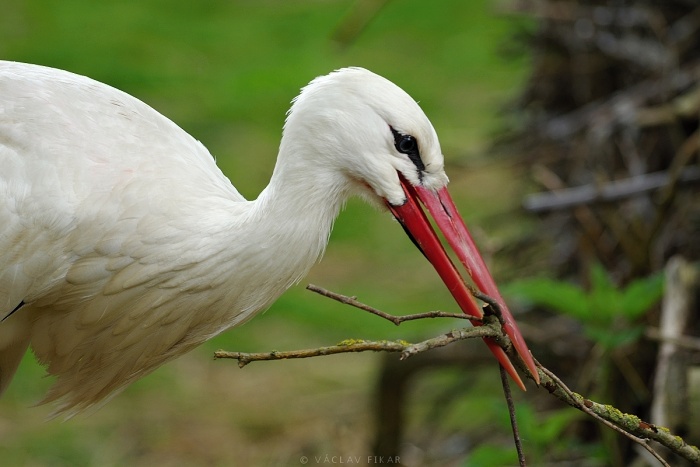 Stork improves the nest